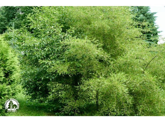 Alnus glutinosa   'Imperialis'